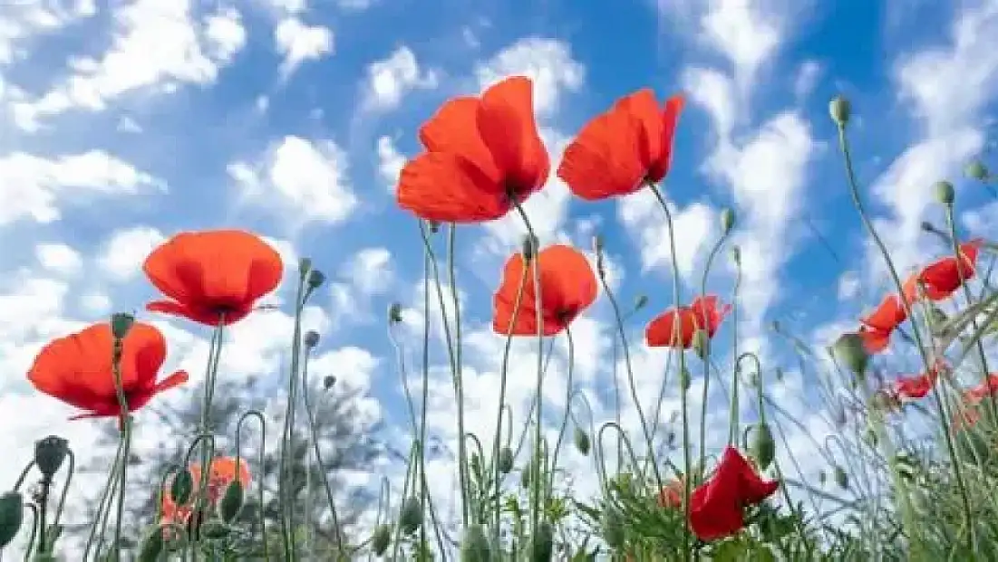 Gelincikler kırmızıya boyanırken öp beni