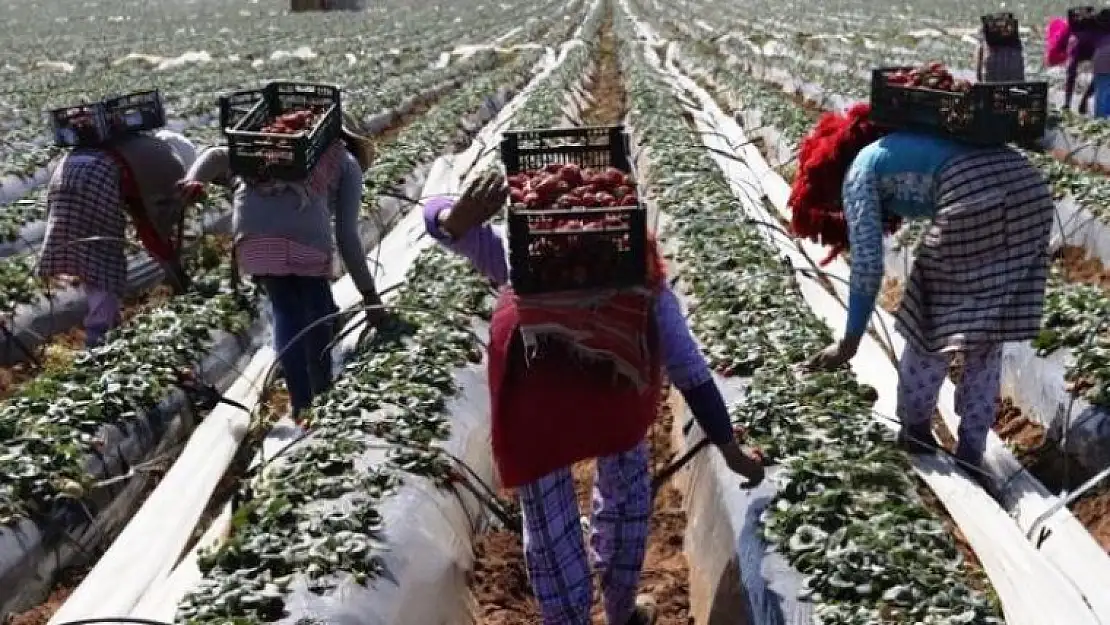 ÇİLEKÇİ KADINLARIMIZ SÖMÜRÜLÜYOR