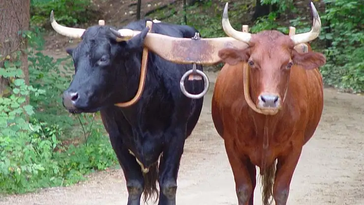 KARA ÖKÜZ BENİ KAZIĞA  GEÇİRDİ