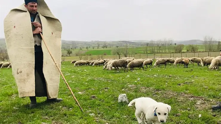 Vatan toprağı